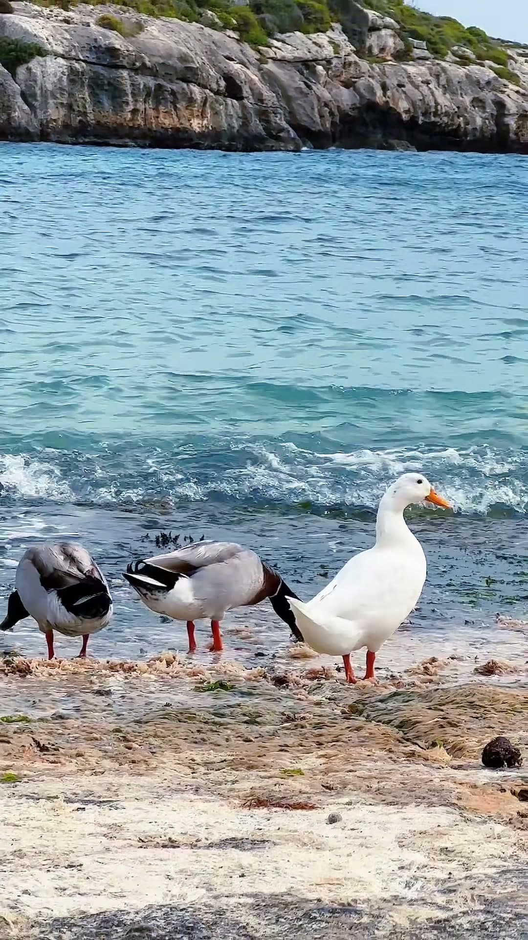 Bahía de Mġarr ix-Xini en Gozo